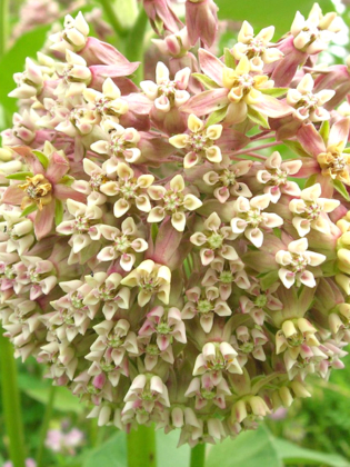 ASCLEPIA SYRIACA