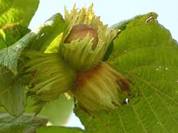 NOCCIOLO TONDA  GENTILE delle LANGHE