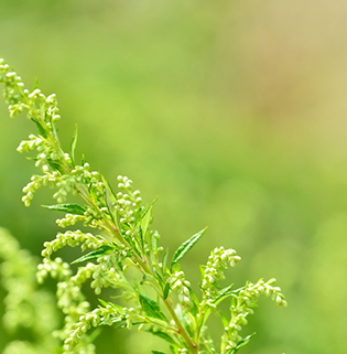 Artemisia Annua