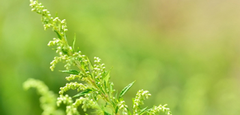 Artemisia Annua