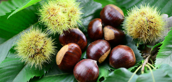 CASTAGNO BOUCHE DE BETIZAC